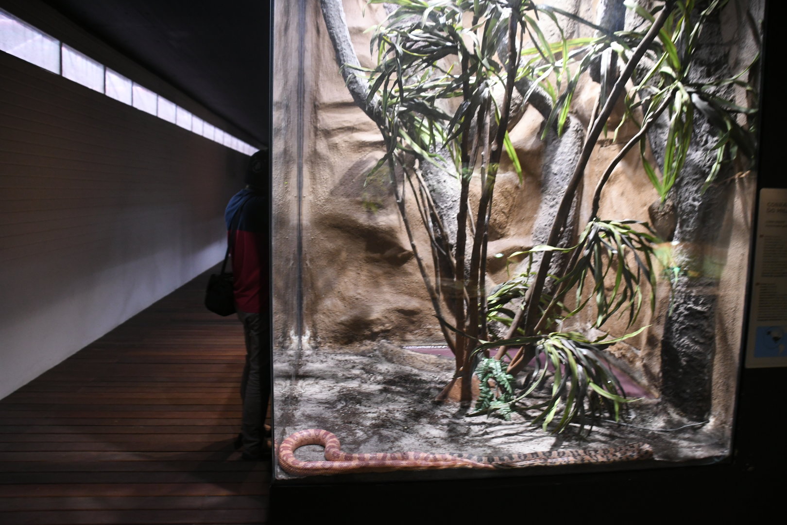 Corn Snakes tank (Reptile House)