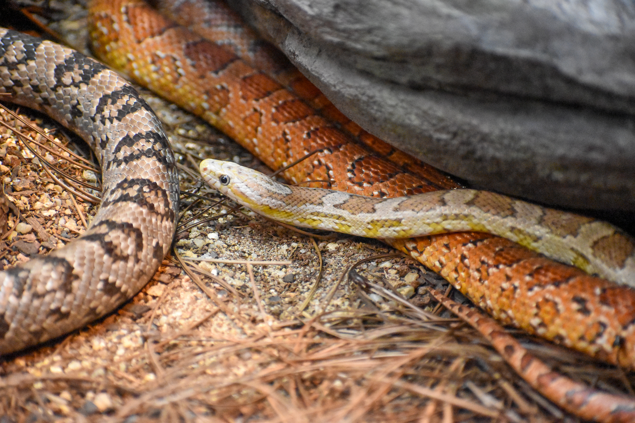 Corn Snakes