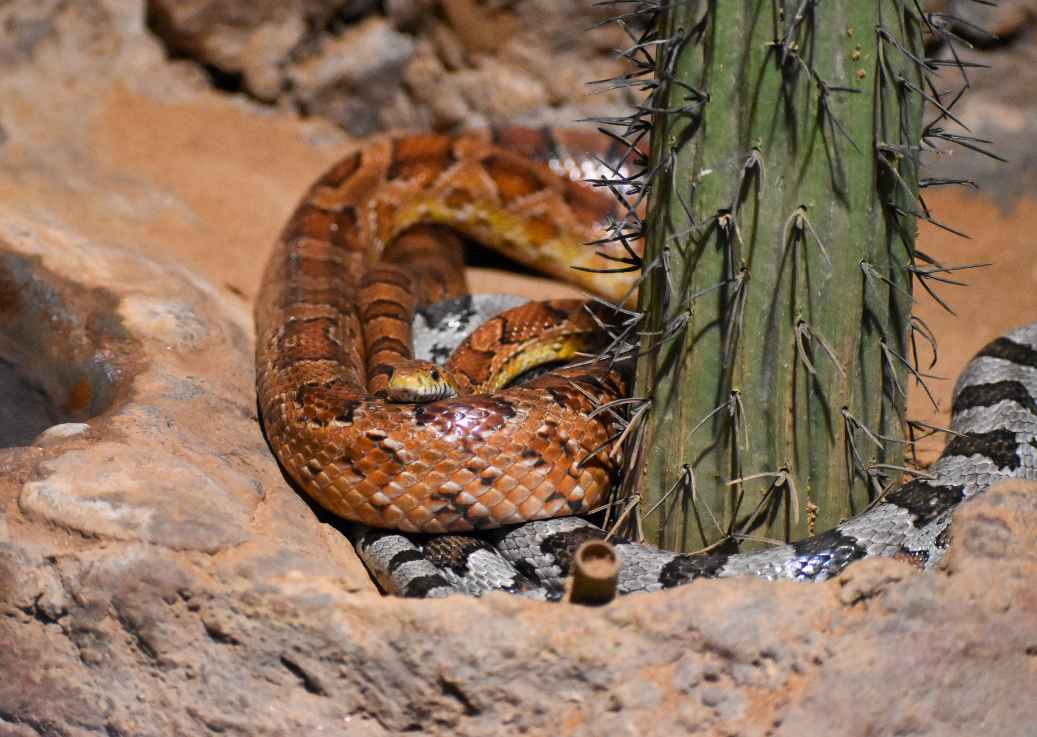 Corn Snakes
