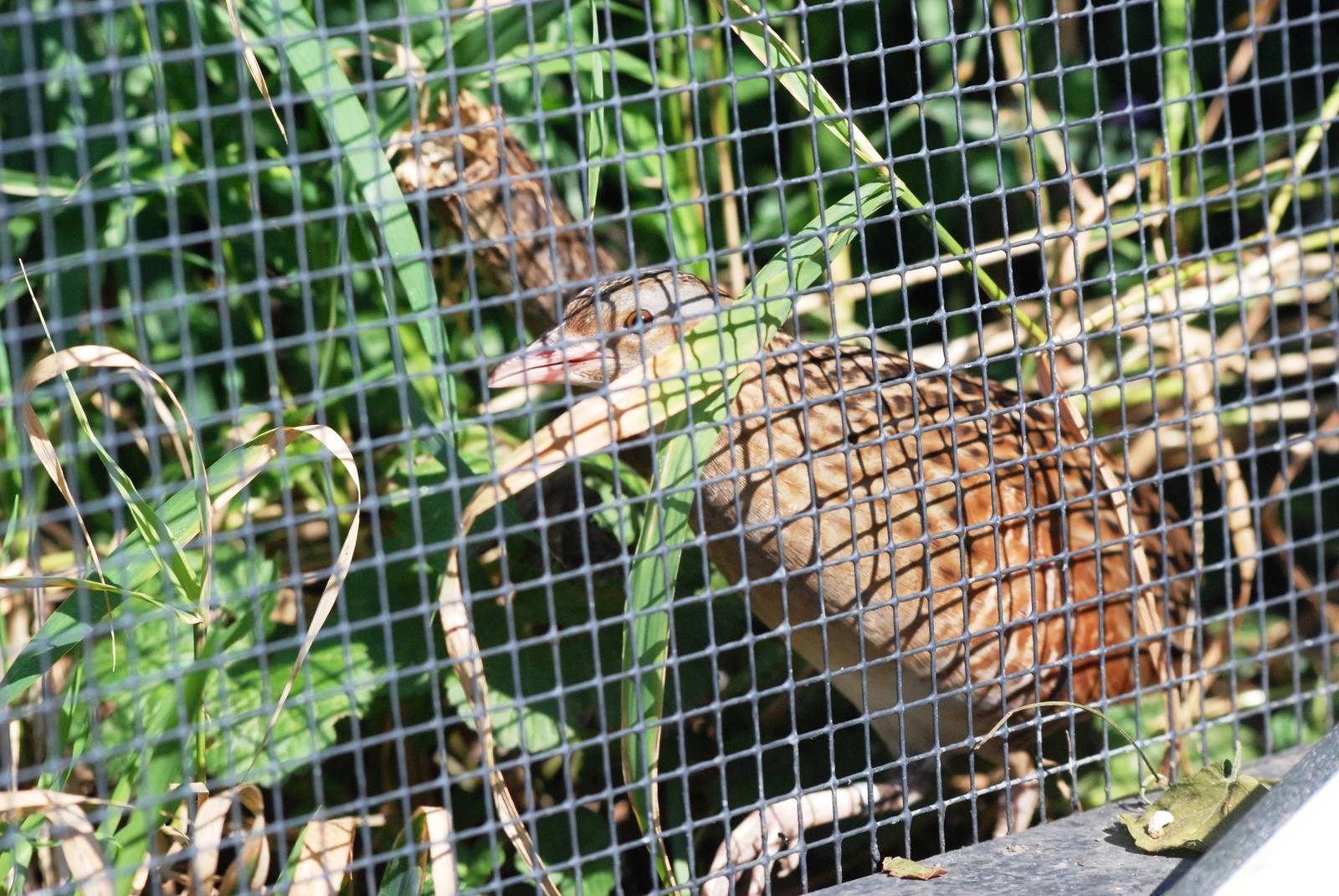 Corncrake at Dresden, 29/08/12