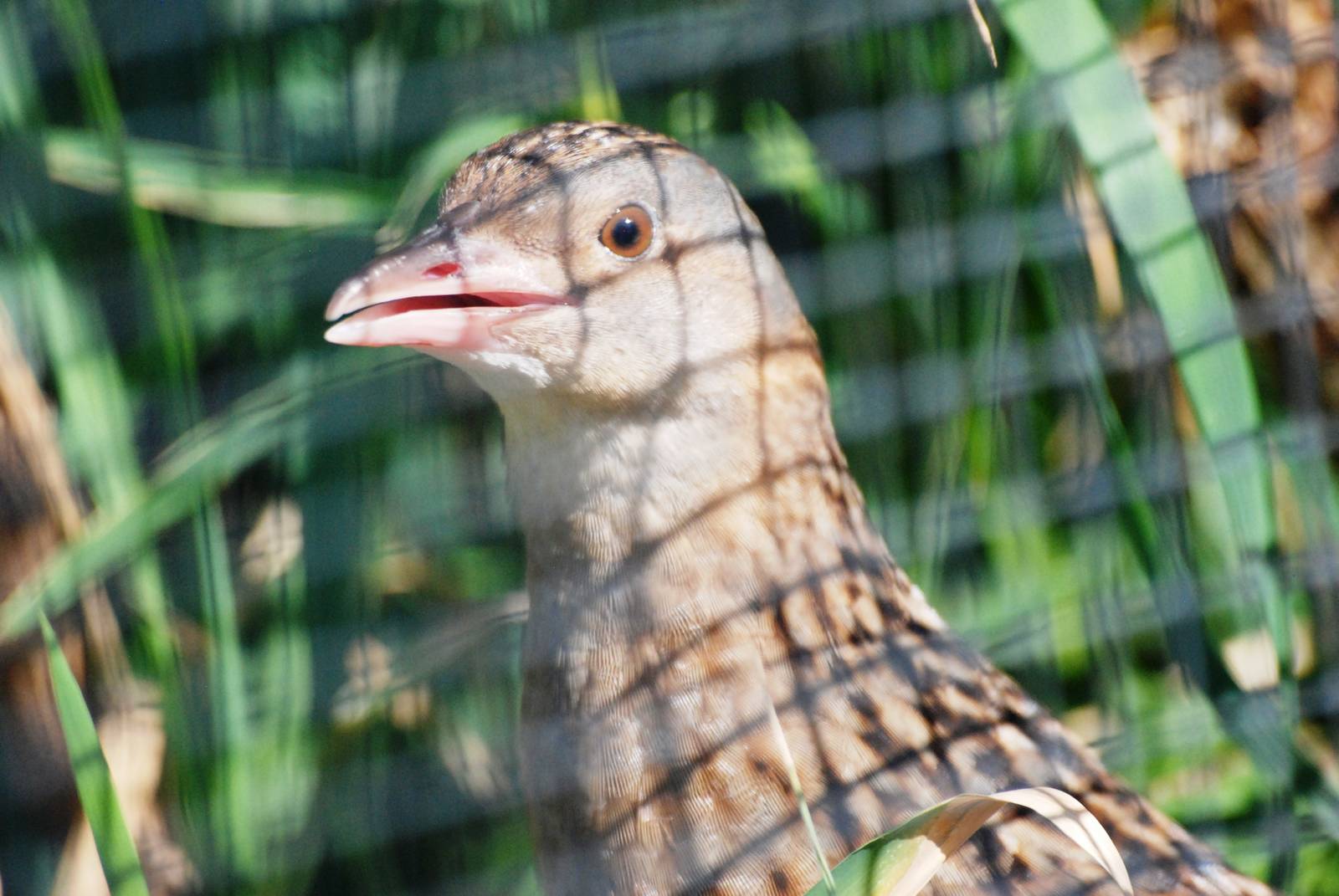 Corncrake at Dresden, 29/08/12