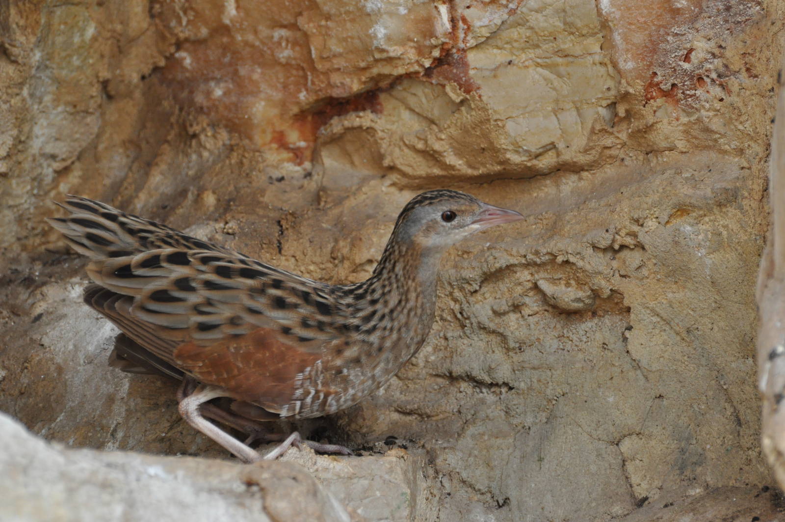Corncrake/ Crex crex