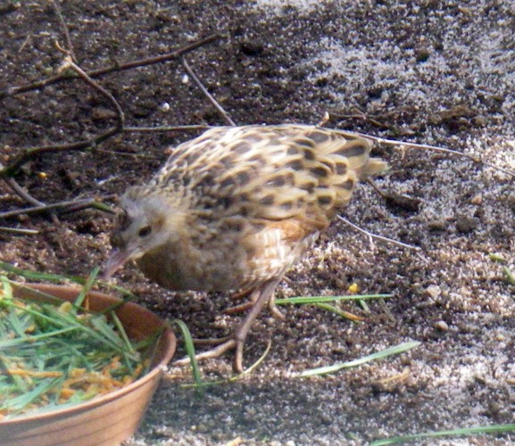 Corncrake (Crex crex)