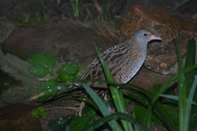 Corncrake (Crex crex)