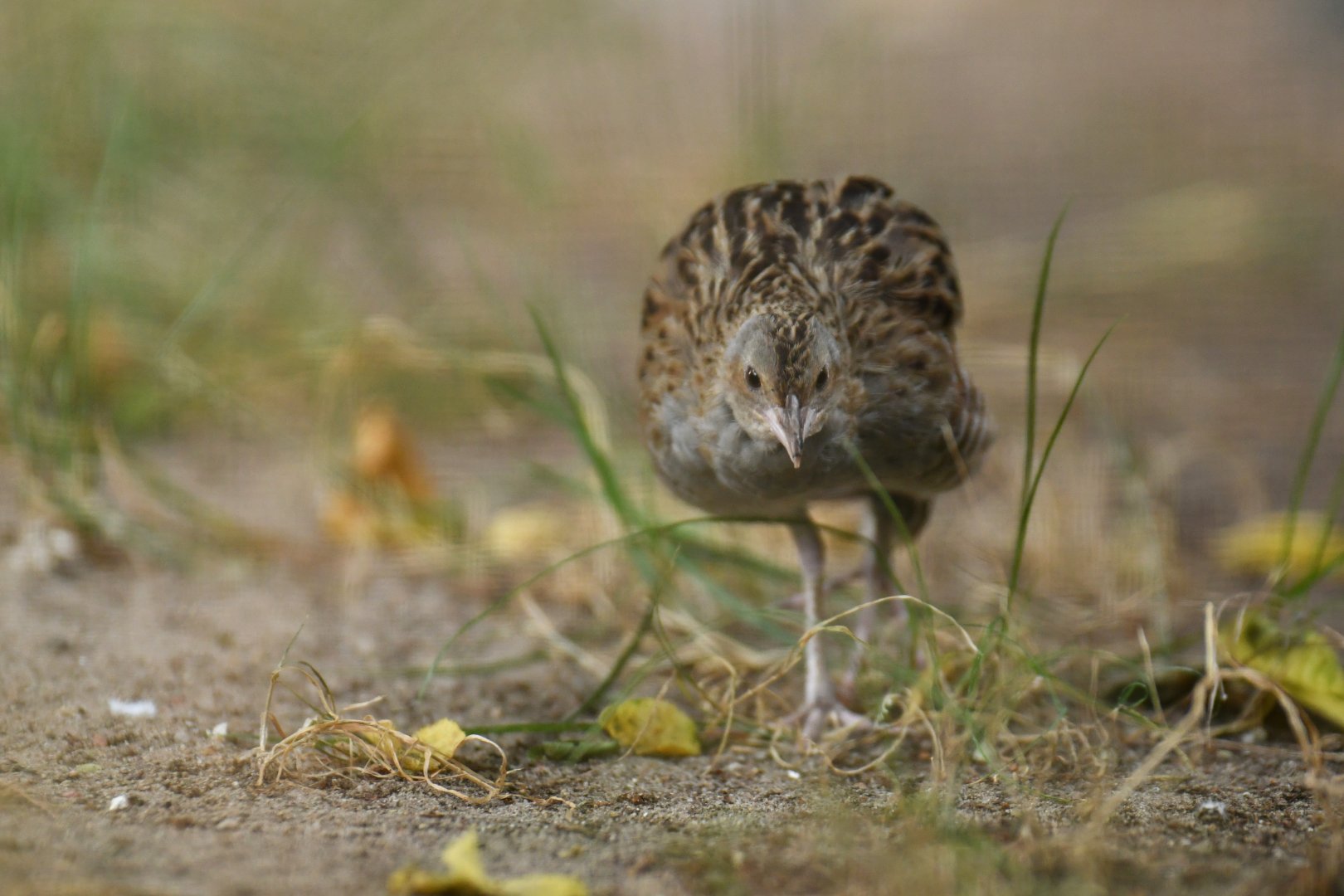Corncrake (Crex crex)