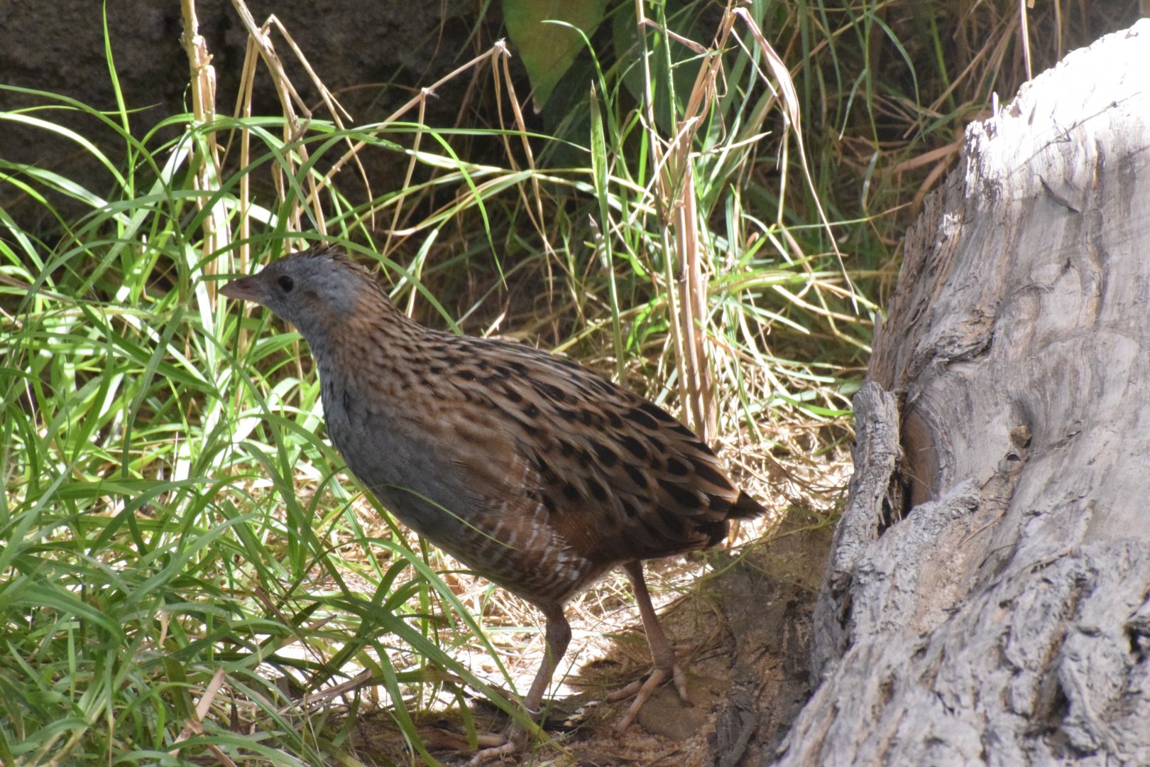 Corncrake - Khor Kalba Mangroove Centre