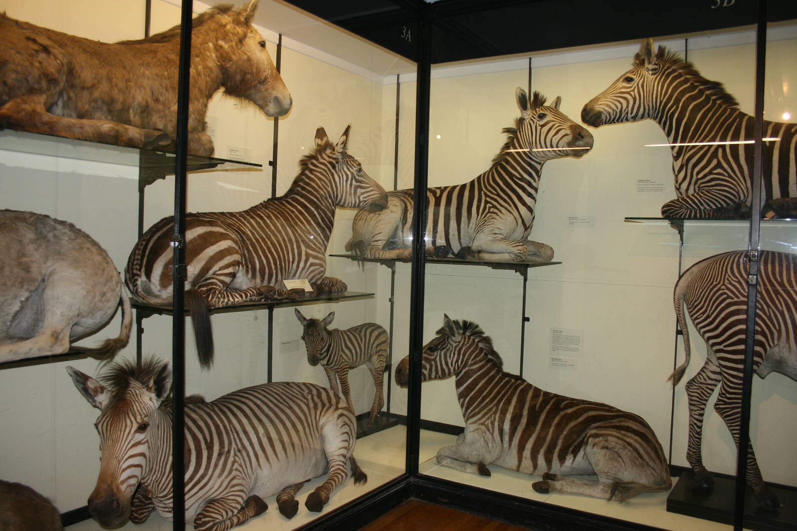 Corner of equid cabinet; Tring Zoological Museum; 30th December 2010