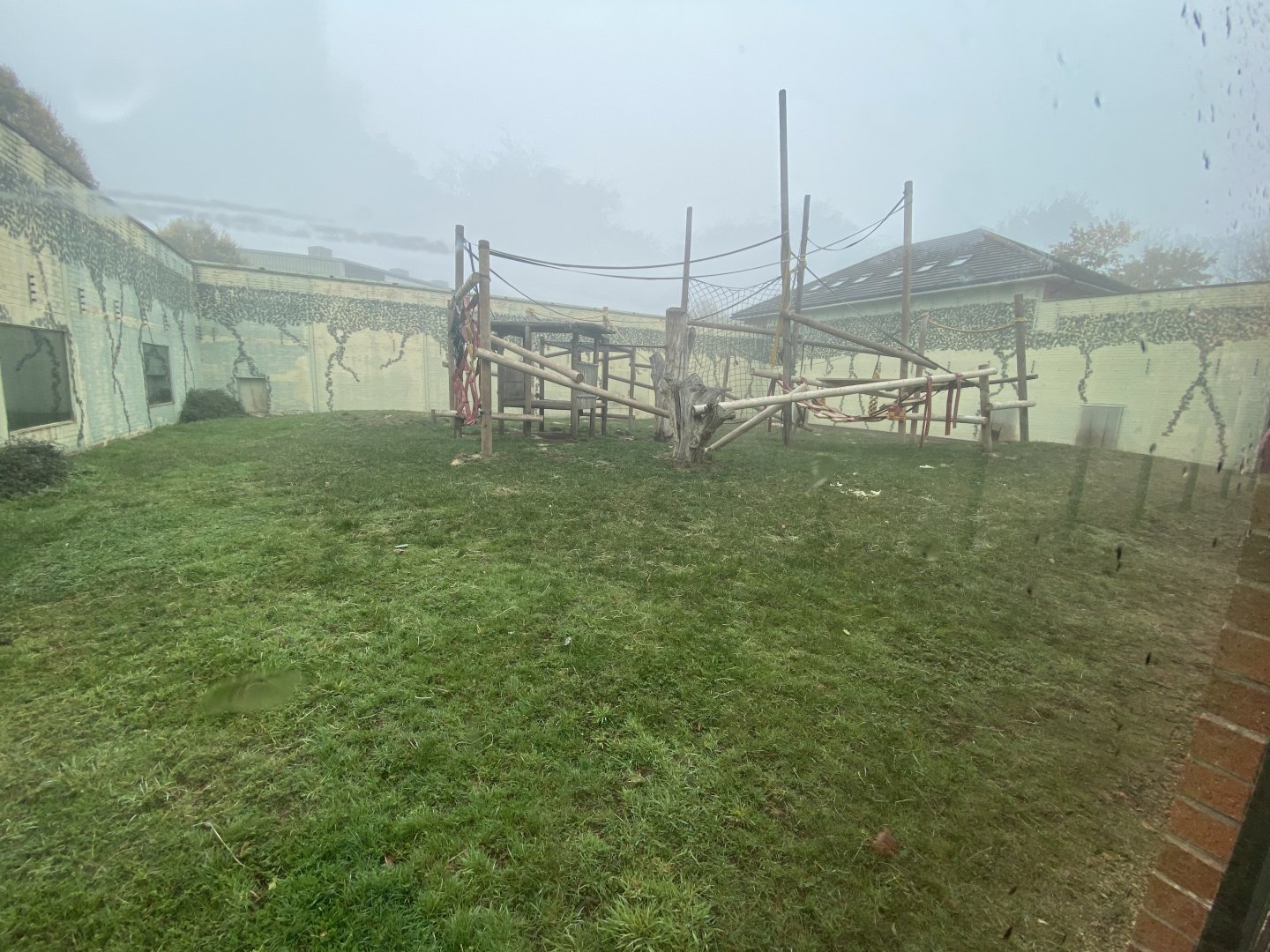 Corner view of bonobo enclosure