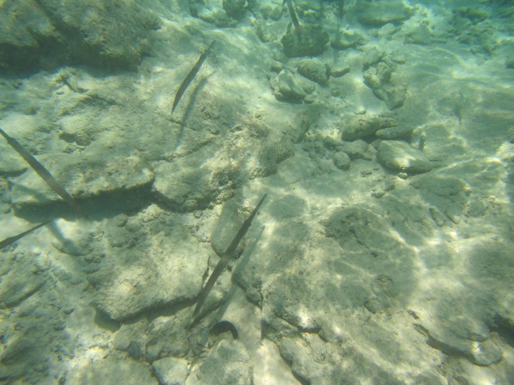 Cornetfish (Fistularia commersoni)