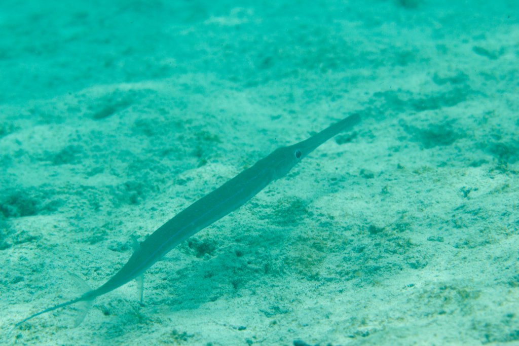Cornetfish (Fistularia commersoni)