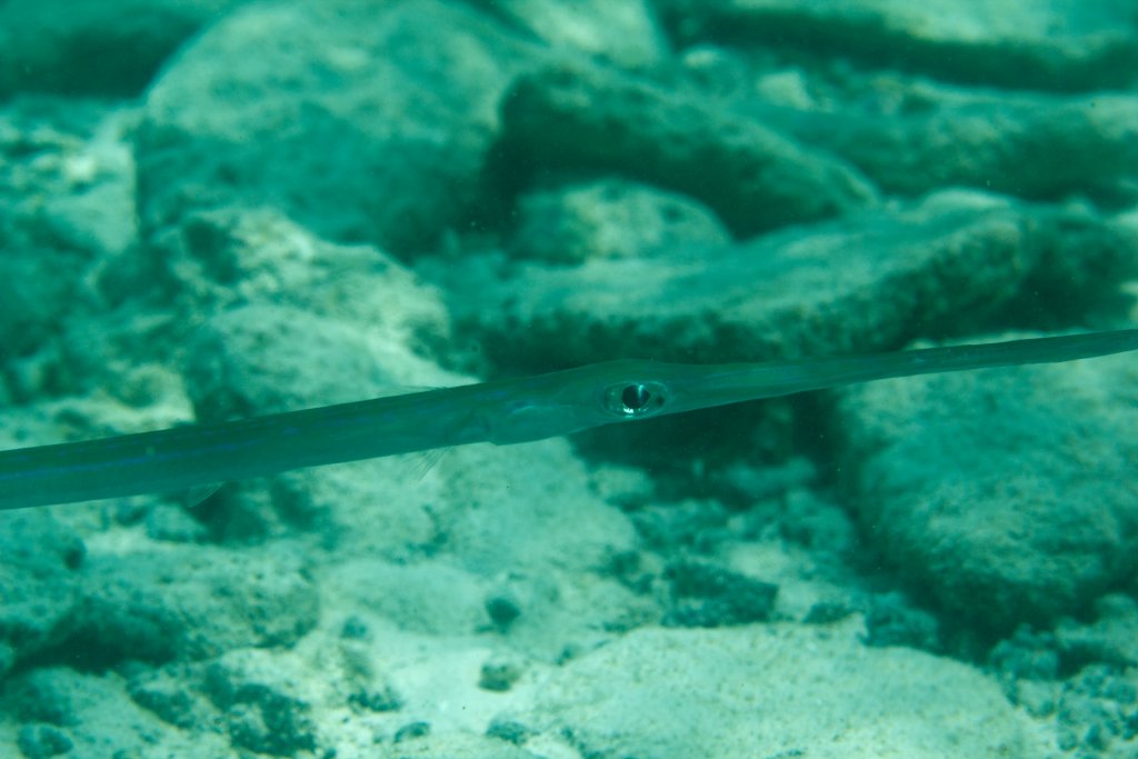 Cornetfish (Fistularia commersoni)