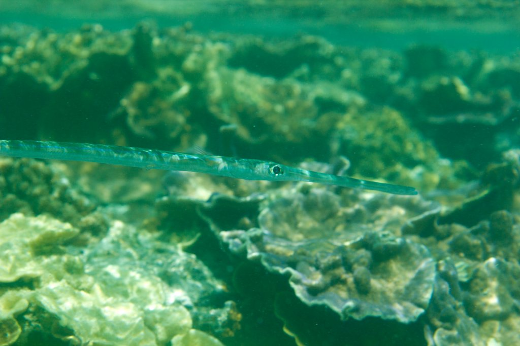 Cornetfish (Fistularia commersoni)