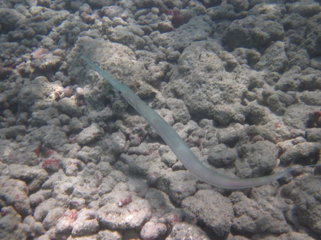 Cornetfish (Fistularia commersonii)