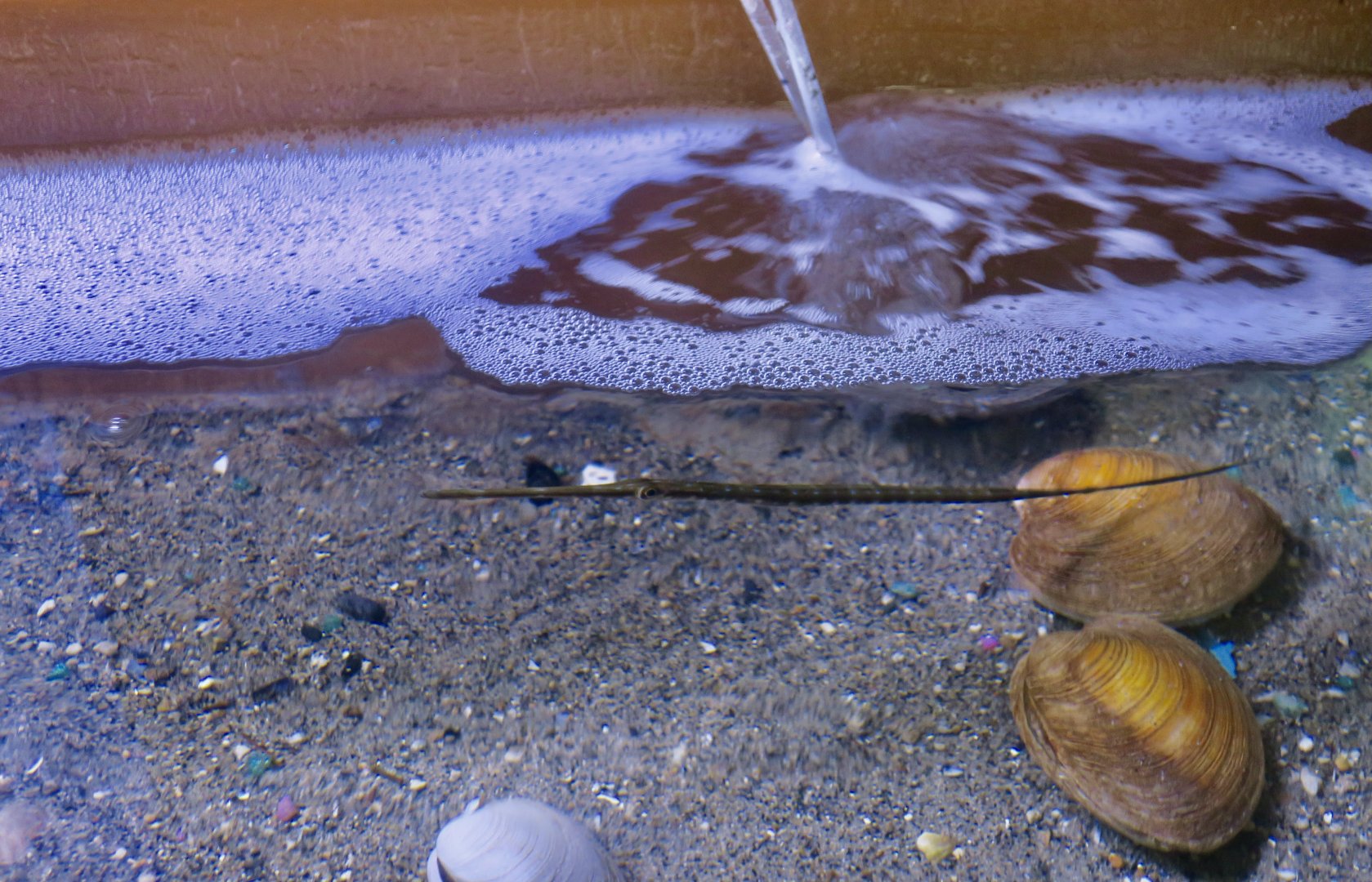Cornetfish (Fistularia tabacaria)