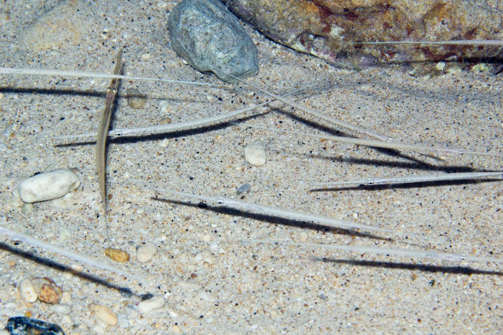 Cornetfish juveniles