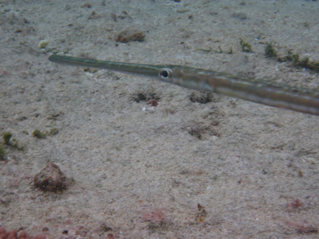 Cornetfish