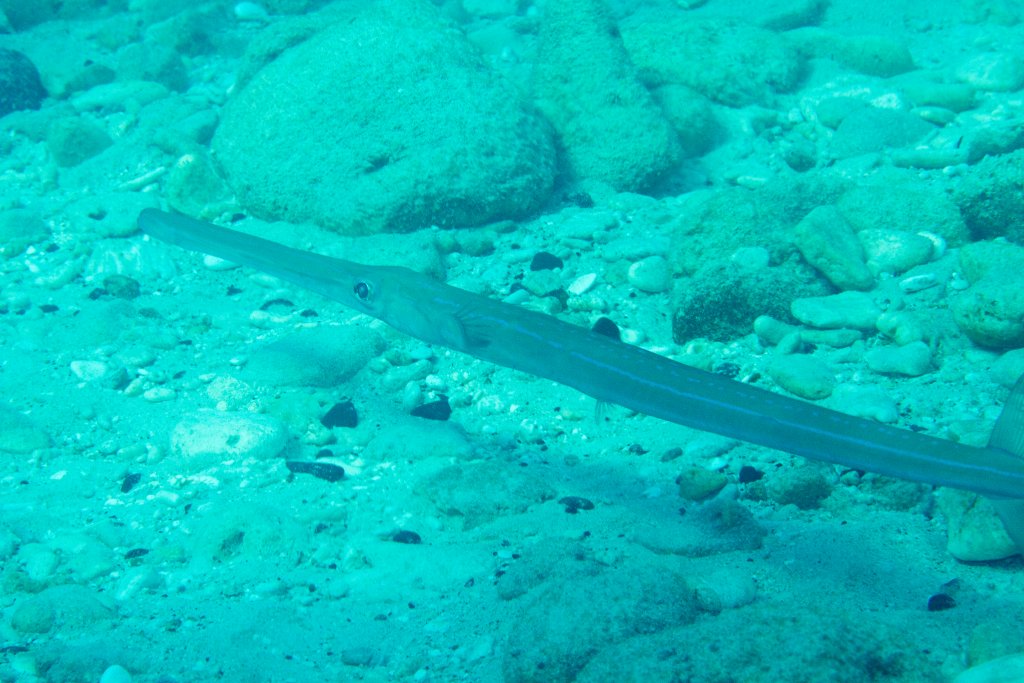 Cornetfish