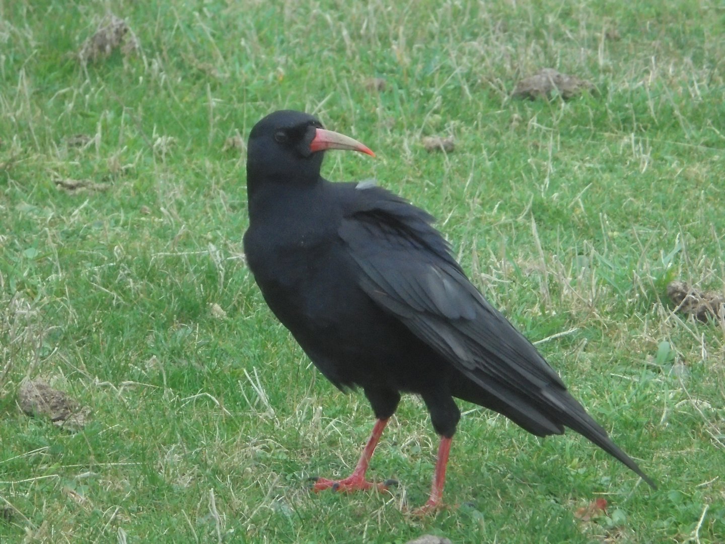 Cornish Chough