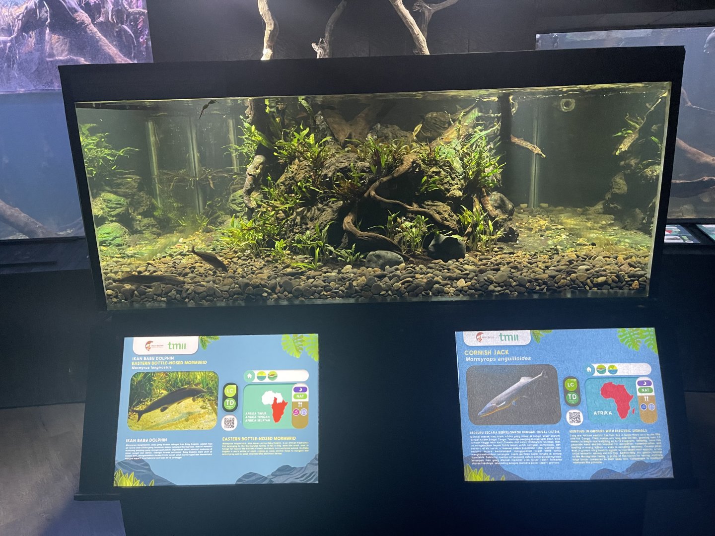 cornish jack & eastern bottle-nosed mormyrid tank - dunia air tawar