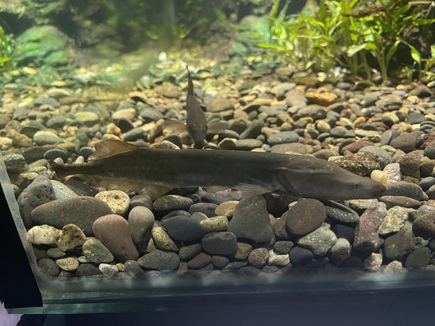 cornish jack (mormyrops anguilloides) - dunia air tawar