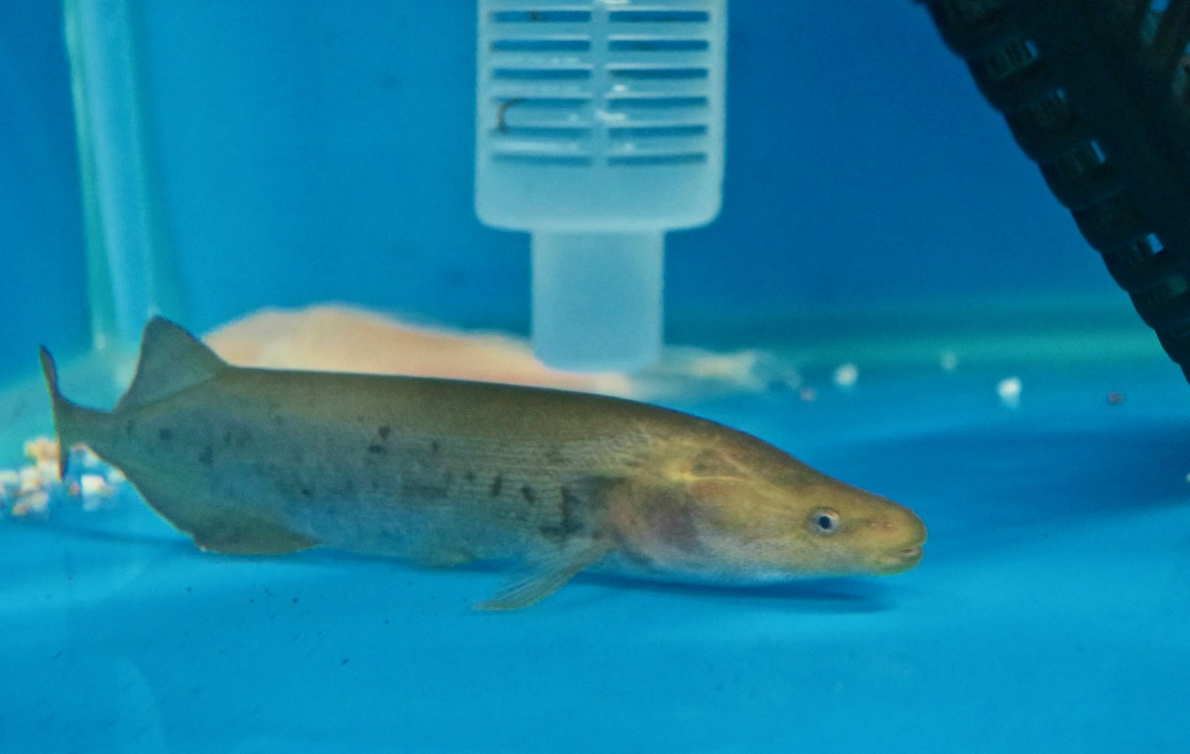 Cornish Jack (Mormyrops anguilloides)