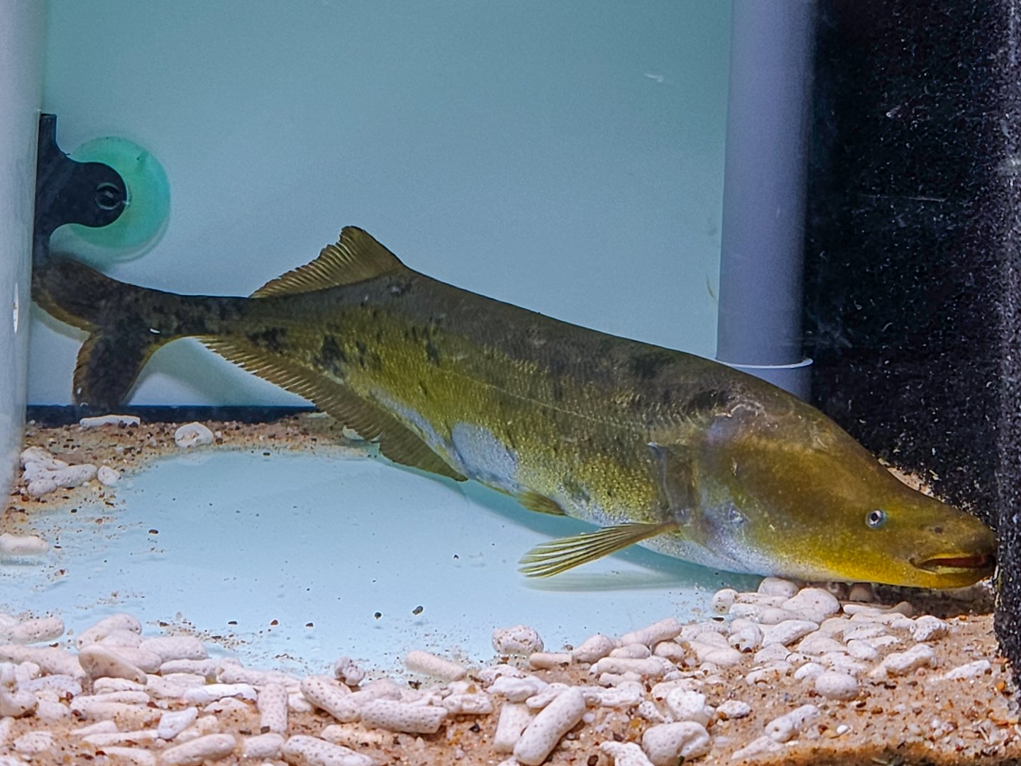 Cornish Jack (Mormyrops anguilloides)