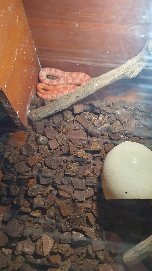 Cornsnake (Pantherophis guttatus) - Solo Safari