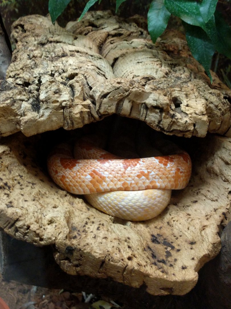 Cornsnake