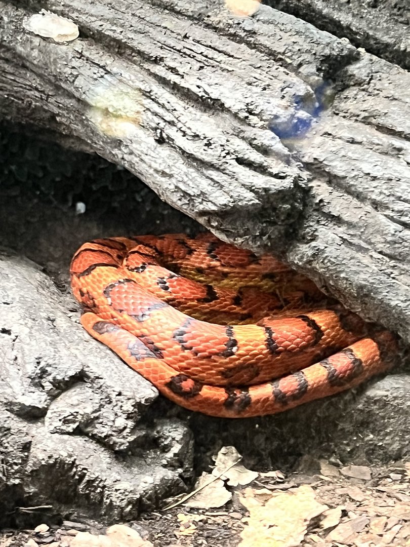 Cornsnake