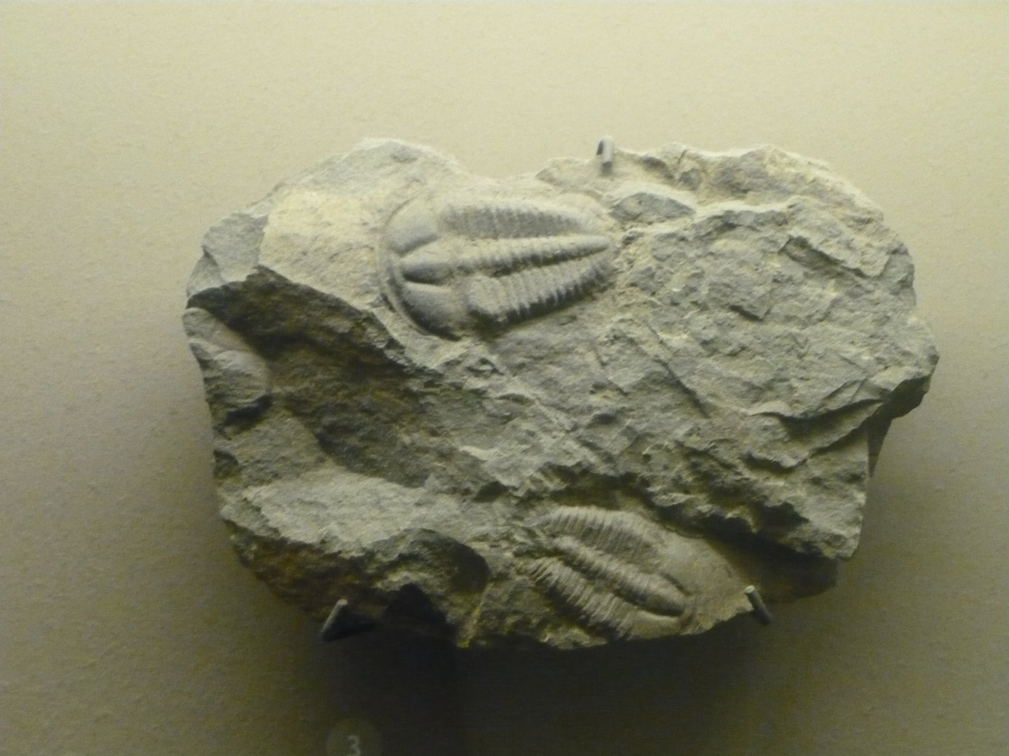 Cornucoryphe schirmi