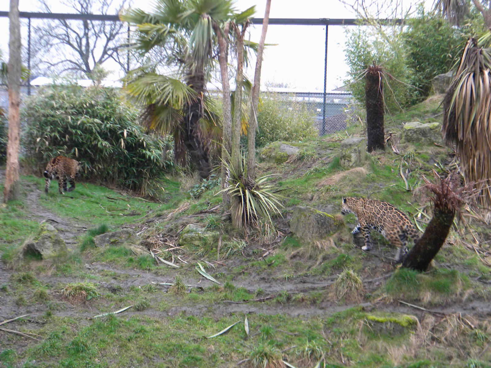 Coro and Benito the Jaguars at Chester Zoo 19th February 2011