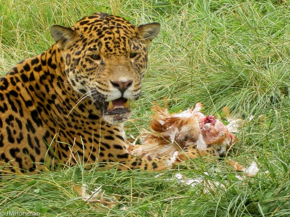 Coro (jaguar) I think