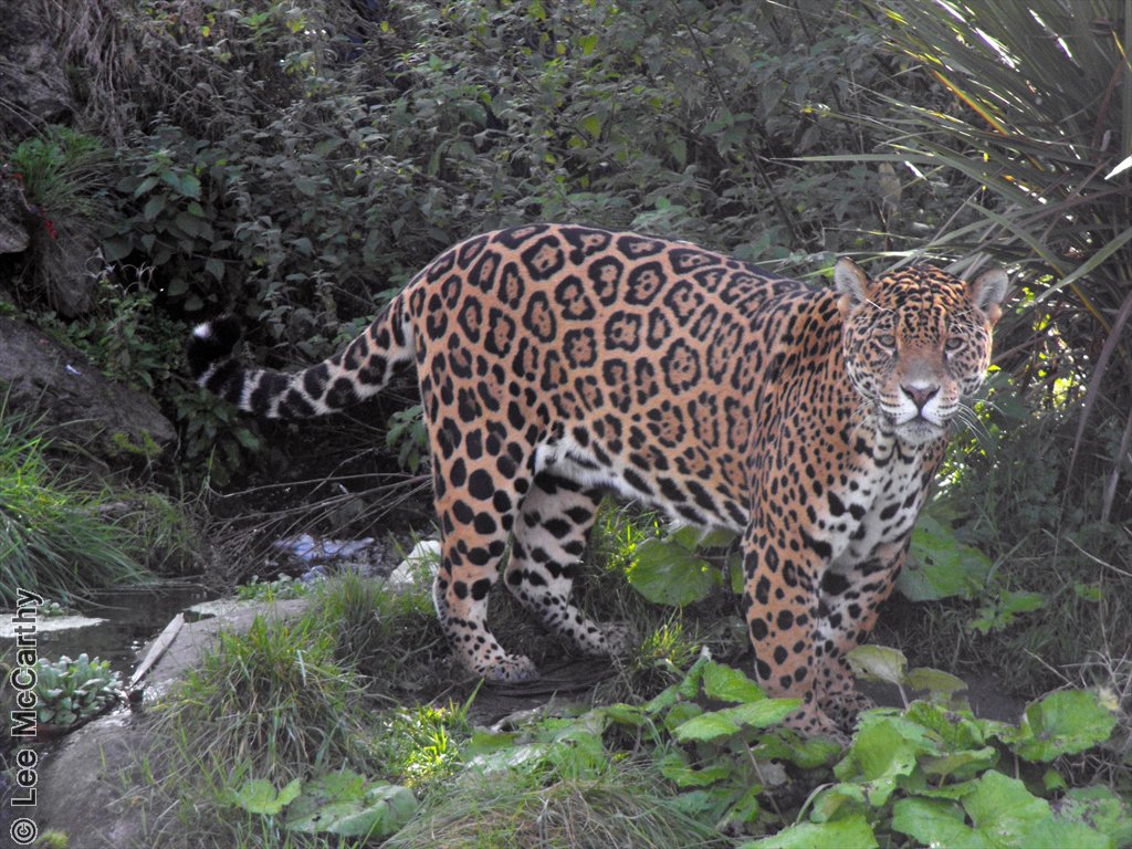 Coro the Jaguar Chester Zoo Waterfall Enclosure October 2010