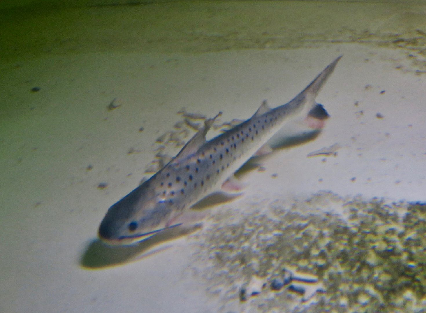 Coroatá (Platynematichthys notatus)