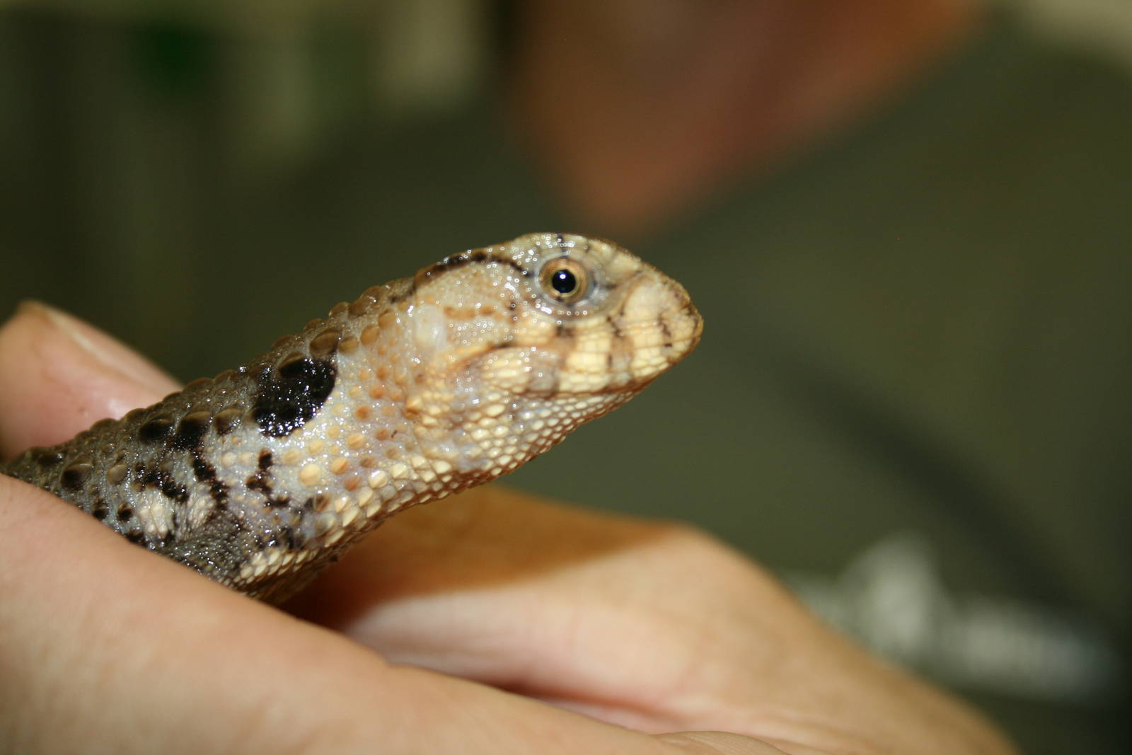 corocodile lizard -zoo trip Europe 2008