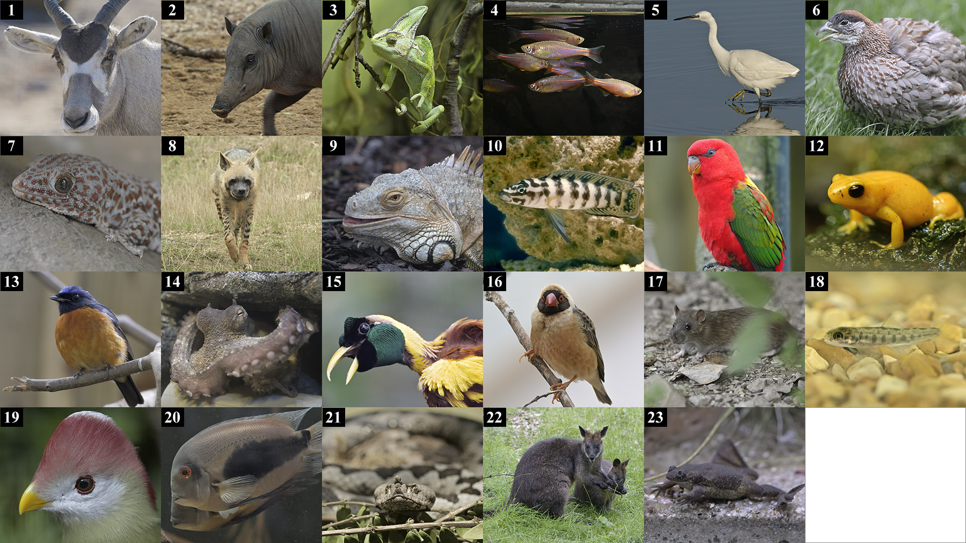 Corona Virus April Fool Puzzle - easier images.