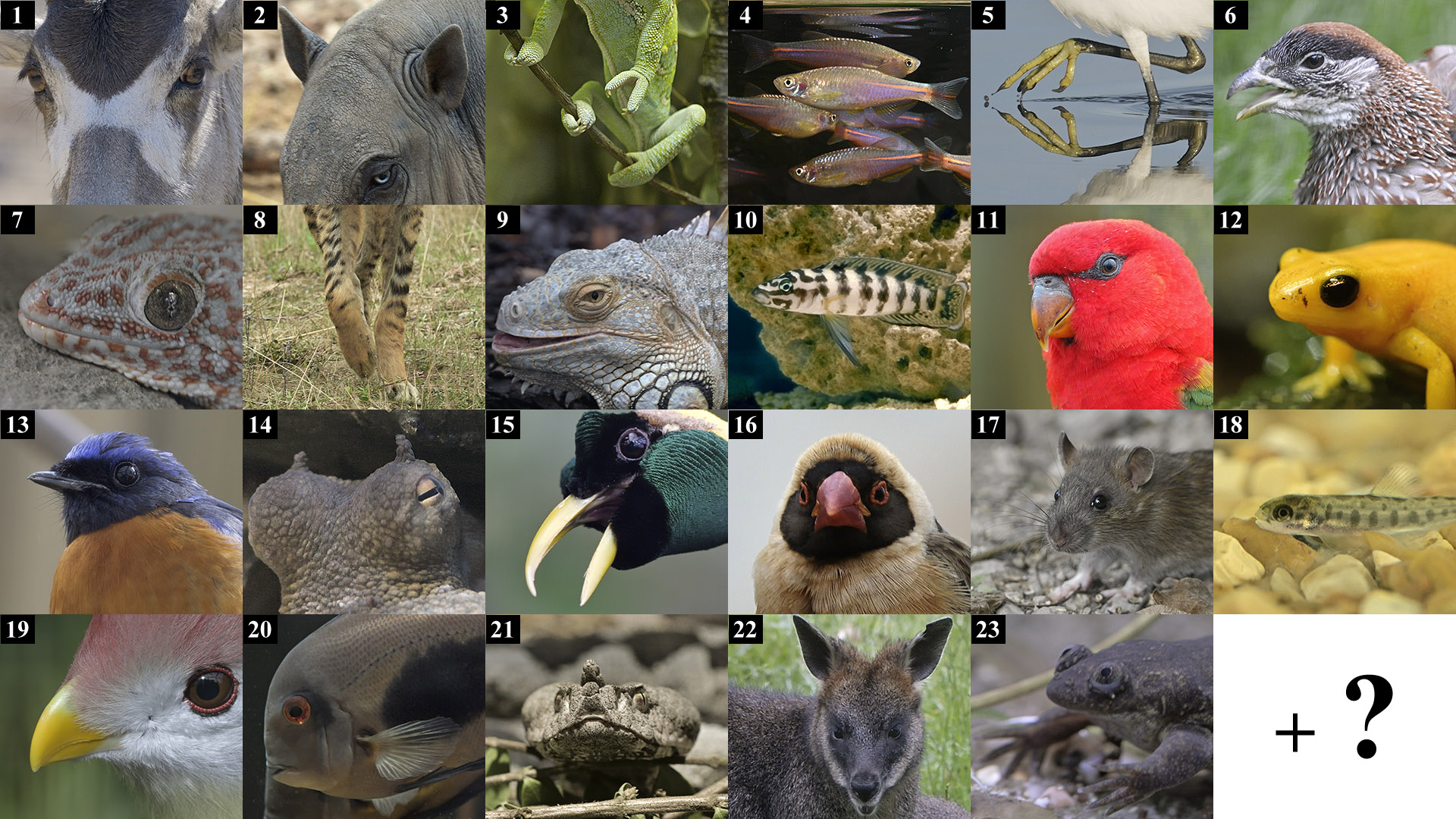 Corona Virus April Fool Puzzle