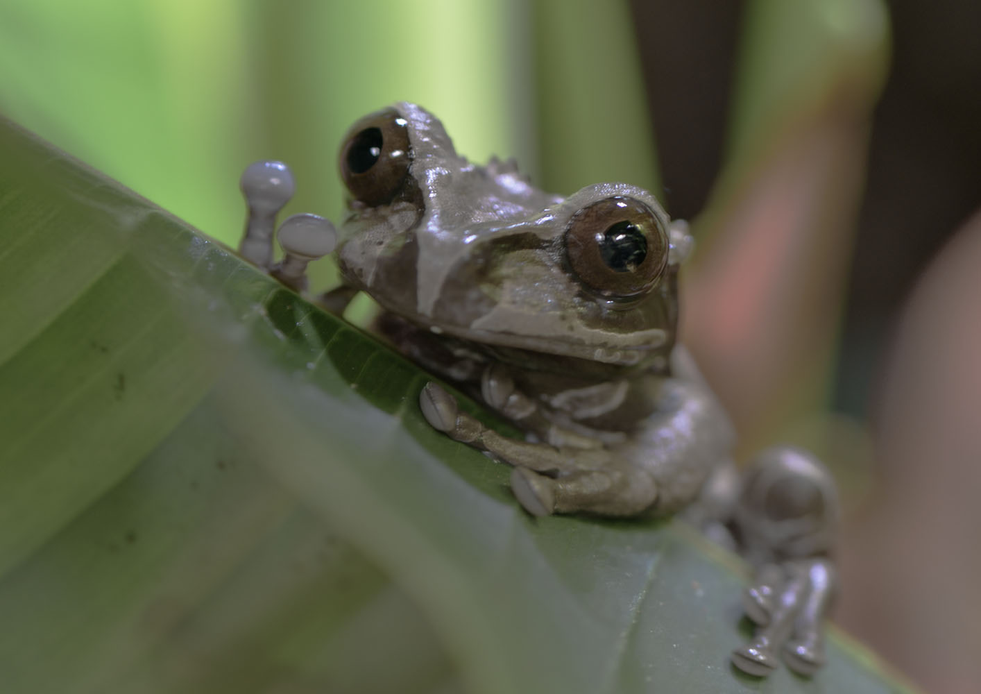 Coronated or spiny-headed treefrog