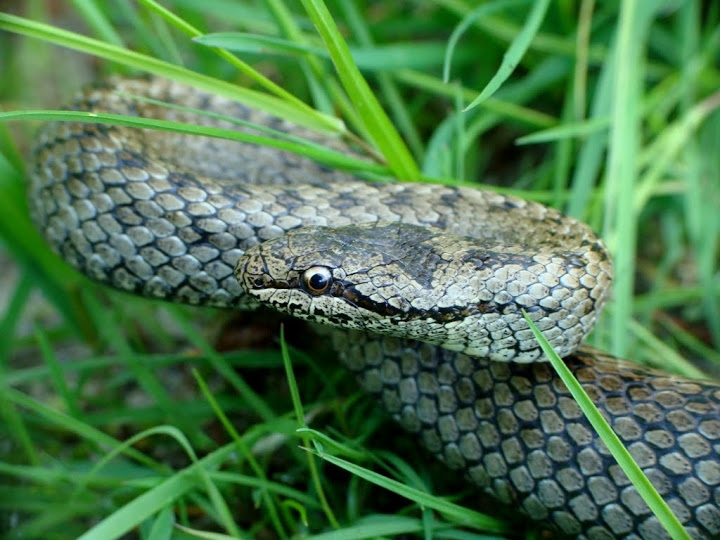 Coronella austriaca  - 15.05.2013