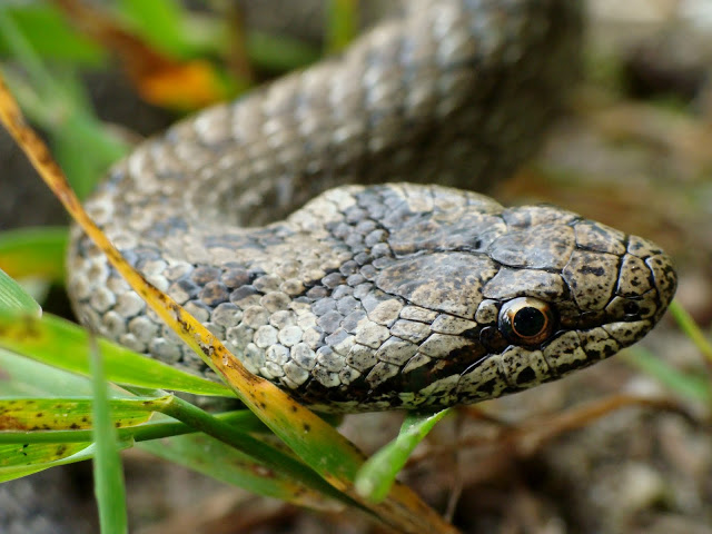 Coronella austriaca 30.06.2013