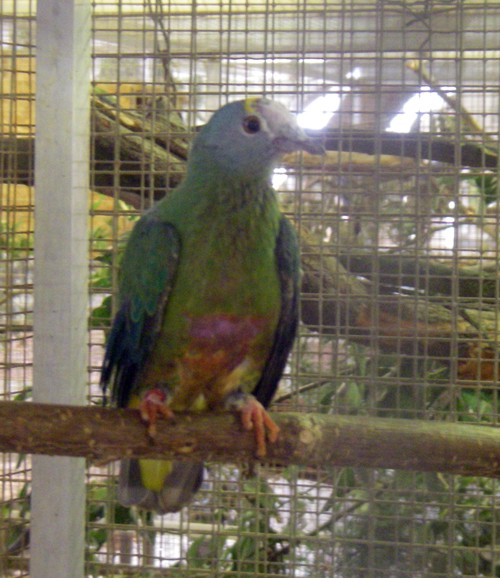 Coroneted Fruit Dove (Ptilinopus coronulatus)