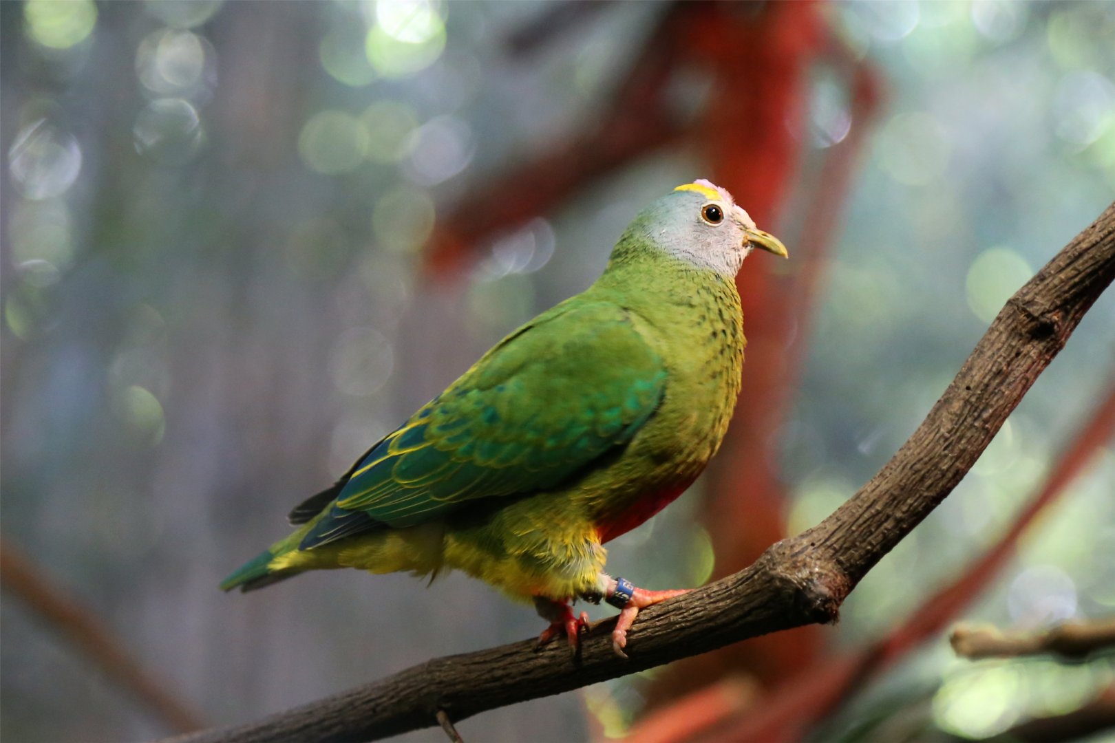 Coroneted Fruit Dove (Ptilinopus coronulatus)