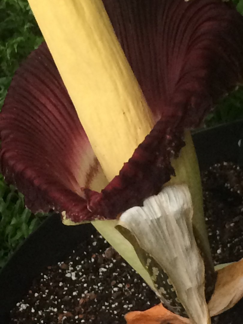 Corpse flower