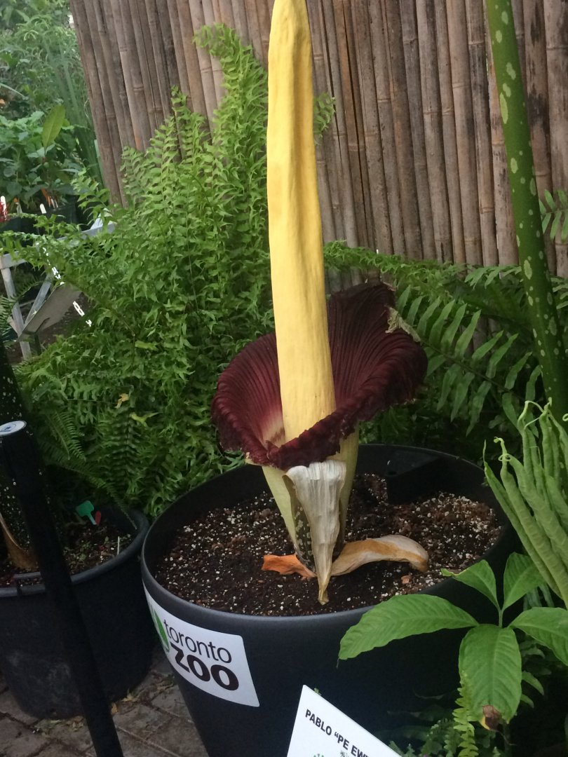 Corpse flower