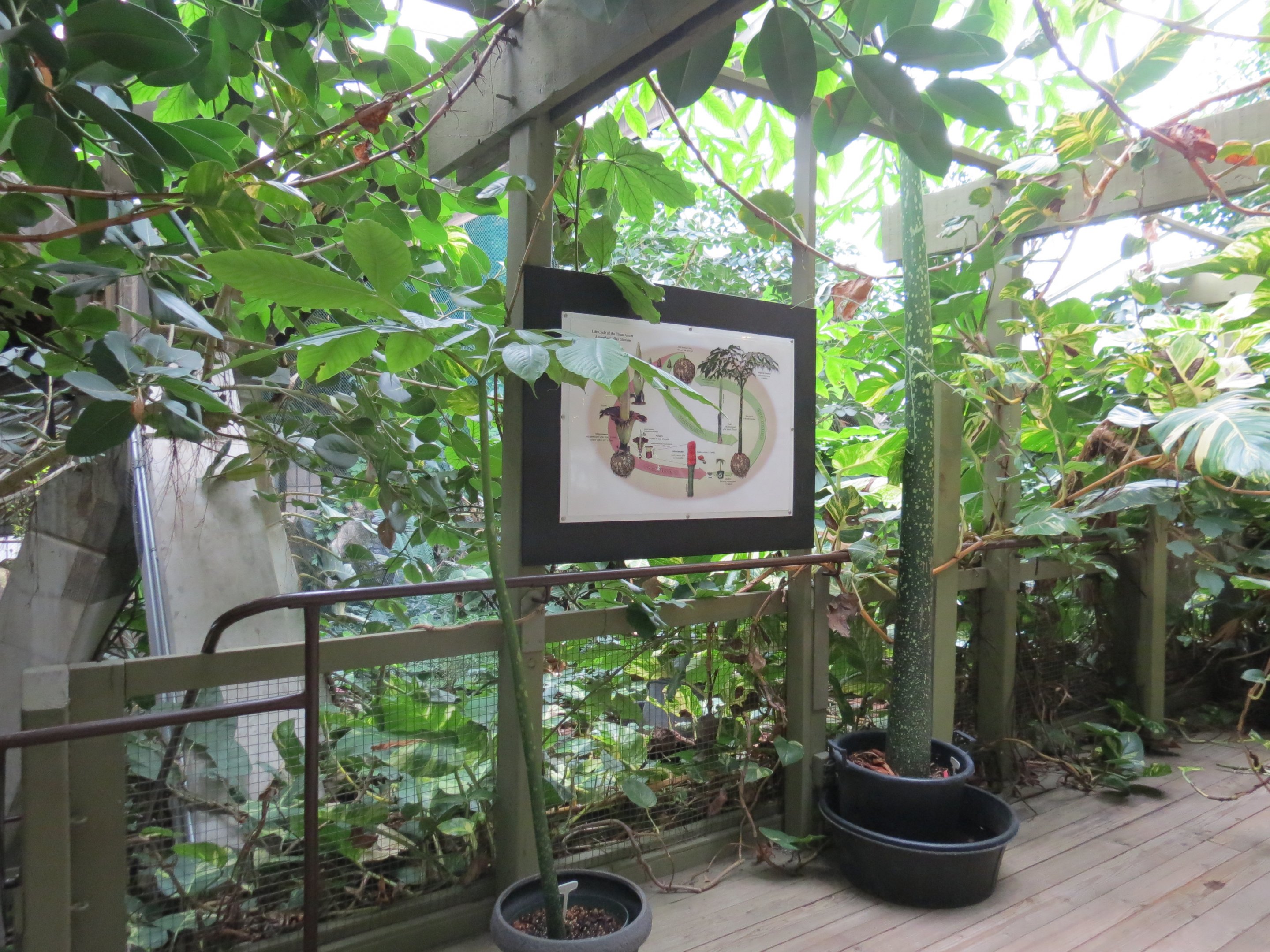 Corpse Plant, Amorphophallus titanum,