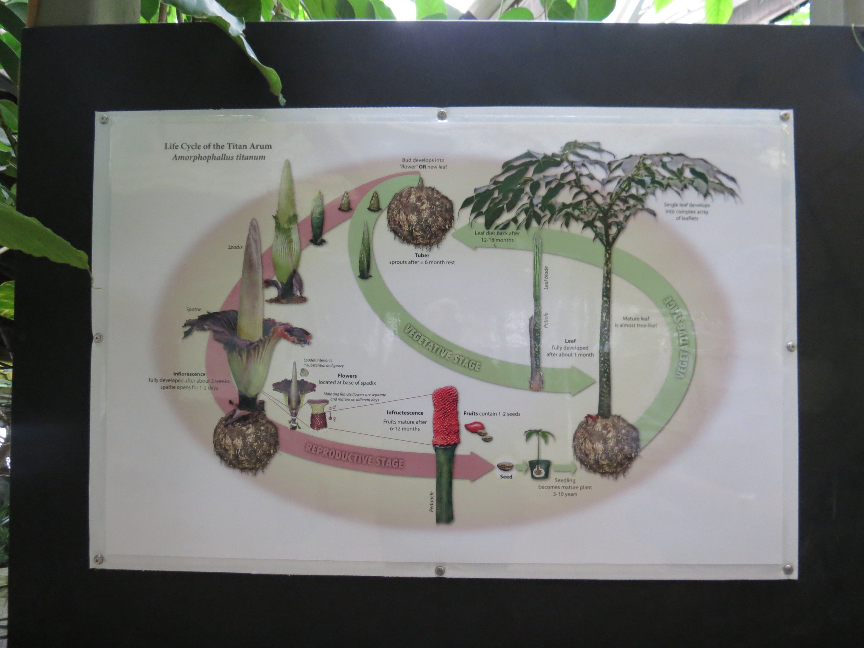 Corpse Plant signage