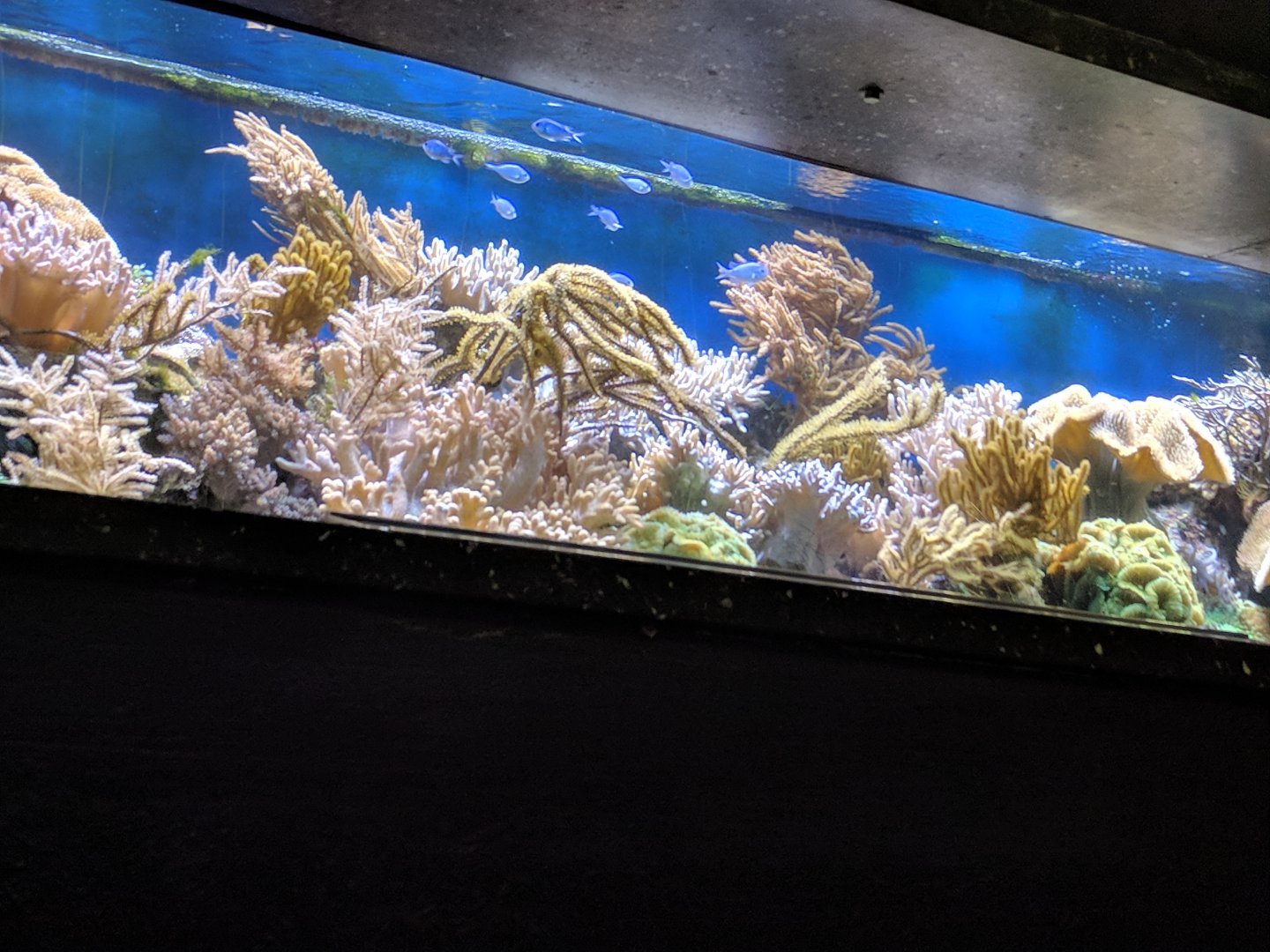 Corral Reef Tank