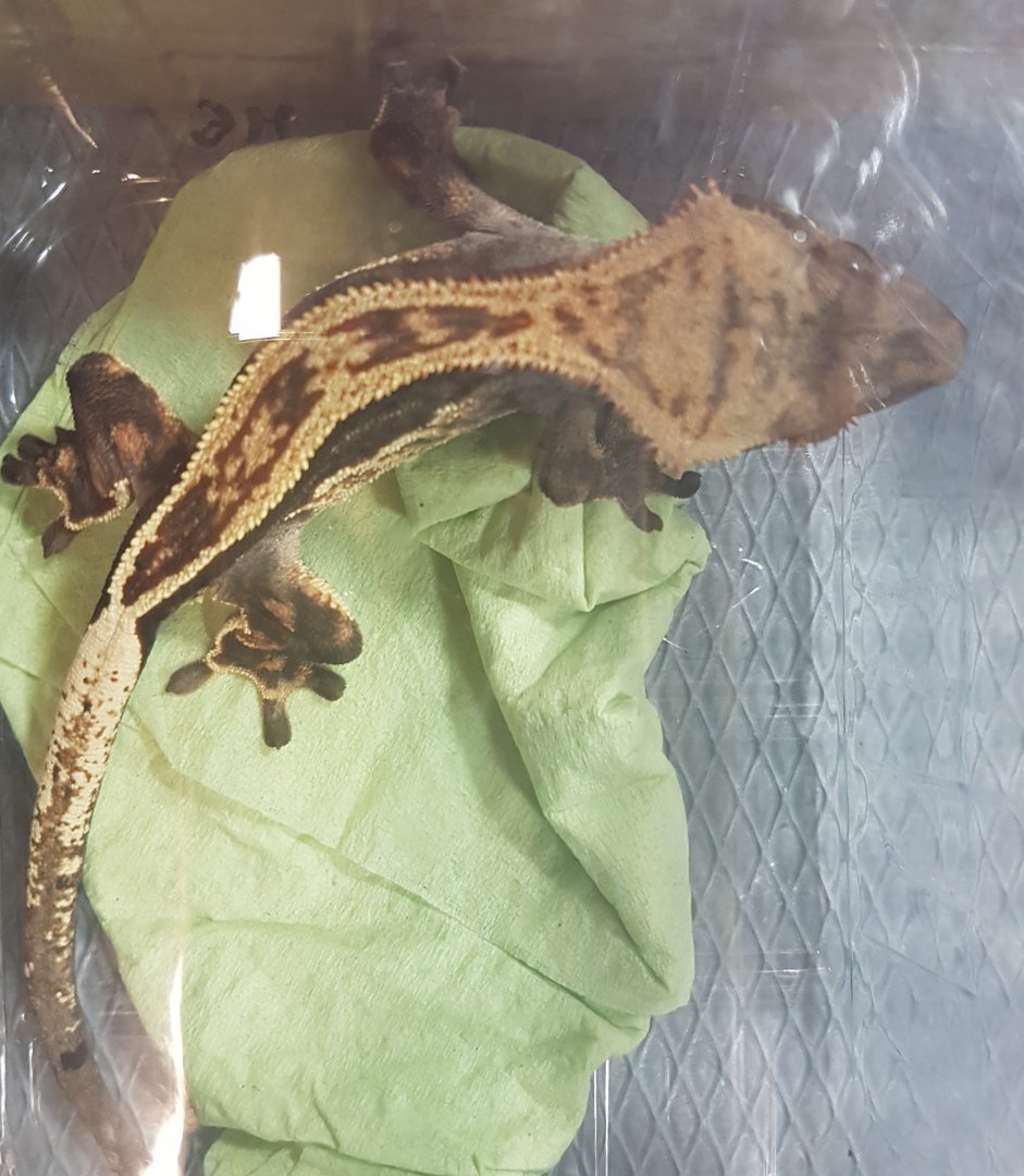 Correlophus ciliatus