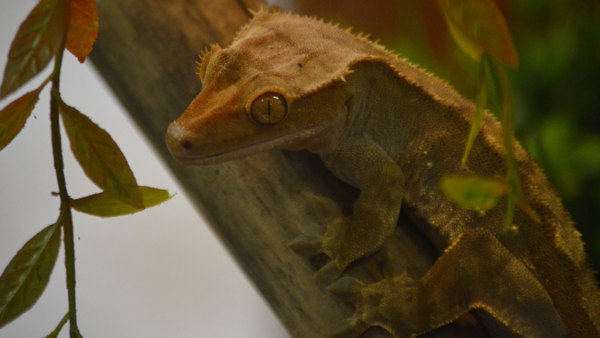 Correlophus ciliatus