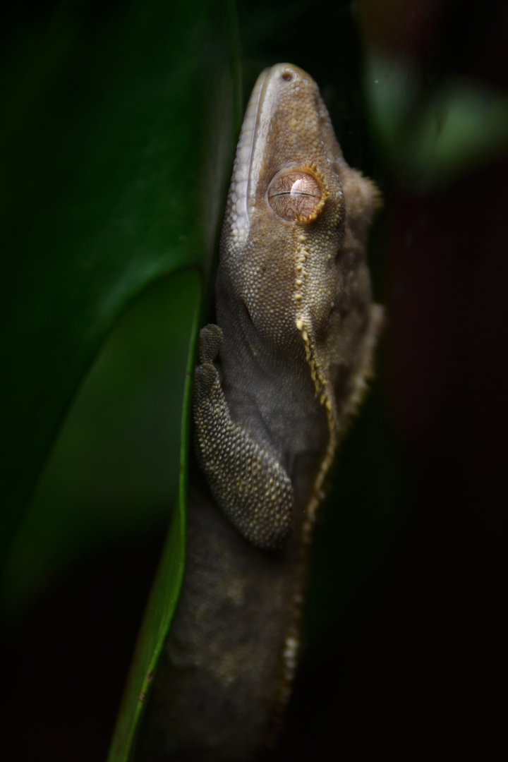 Correlophus ciliatus ?